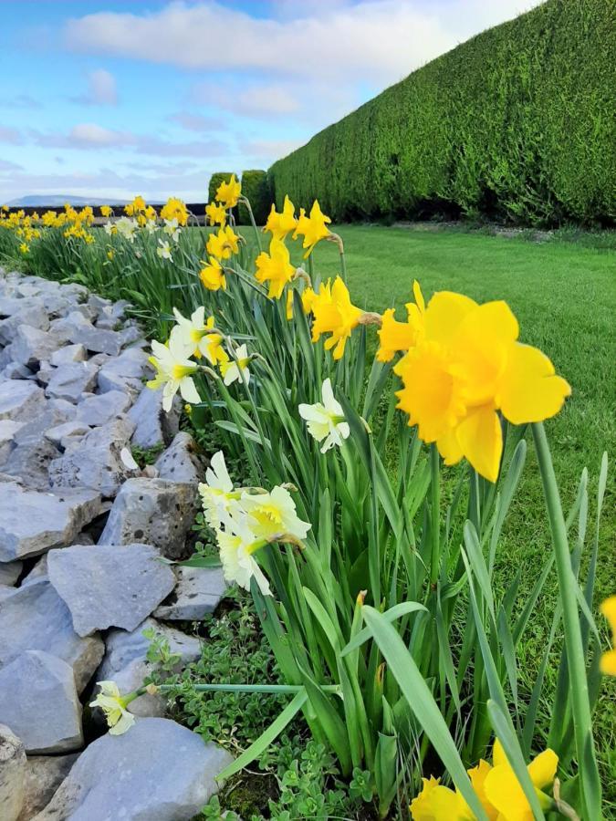 Bunratty Haven Bed & Breakfast Εξωτερικό φωτογραφία